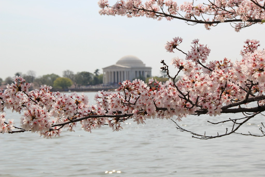 Cherry Blossom Festival Parking in DC 2022